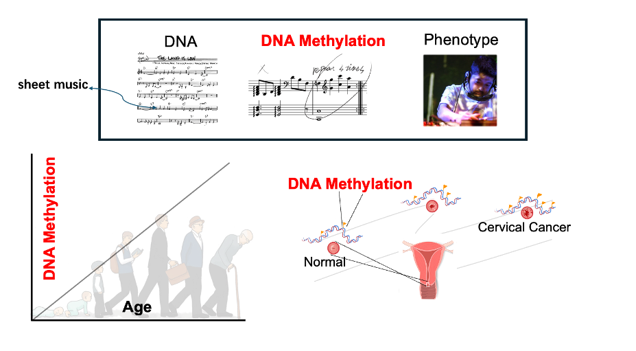 DNA 甲基化示意图:DNA、甲基化与表型的类比,以及随年龄变化和肿瘤关联